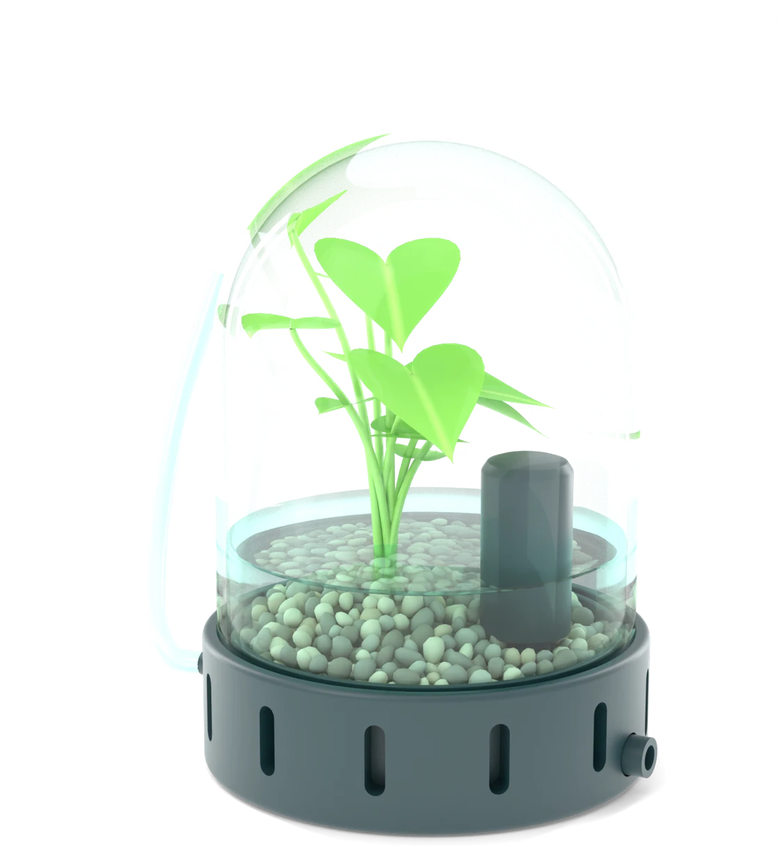 The Bubble with a small leafy plant inside